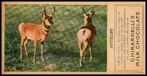 2 Antelope